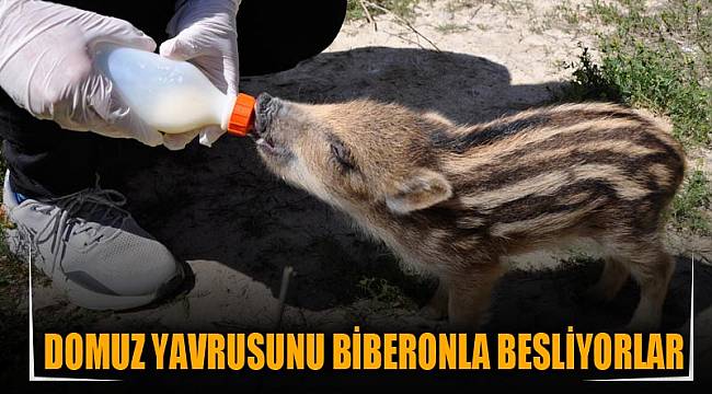 Domuz yavrusunu biberonla besliyorlar