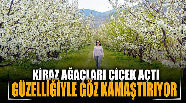 Kiraz ağaçları güzelliğiyle göz kamaştırıyor