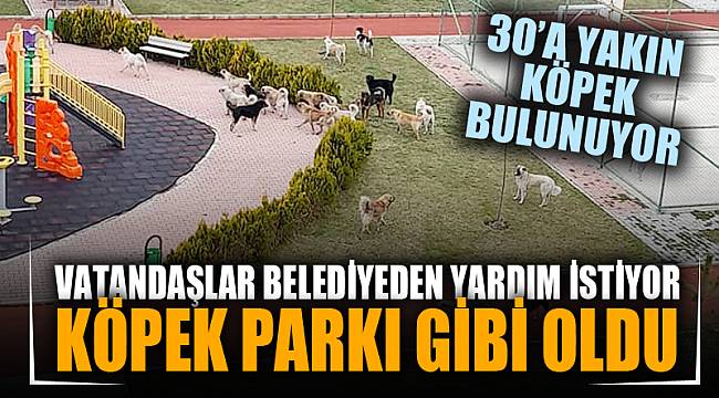 Köpekler Çocuk parkını işgal etti