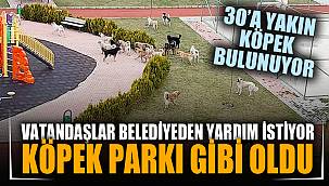 Köpekler Çocuk parkını işgal etti