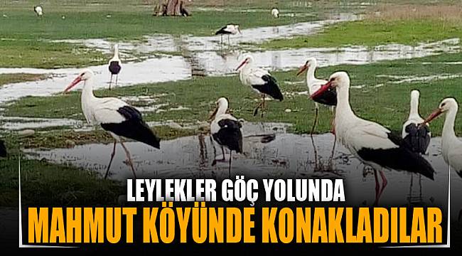 Leylekler göç yolunda Mahmut köyünde konakladı