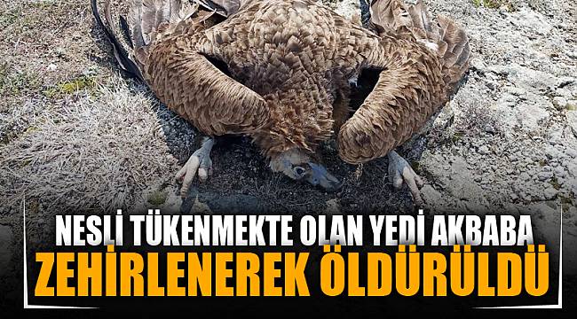 Nesli tükenme tehlikesiyle karşı karşıya olan 7 akbaba zehirlenerek öldürüldü 