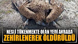 Nesli tükenme tehlikesiyle karşı karşıya olan 7 akbaba zehirlenerek öldürüldü 