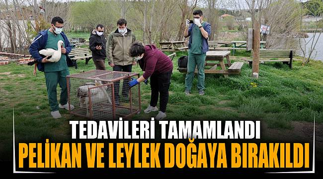 Tedavisi tamamlanan pelikan ve leylek doğaya bırakıldı