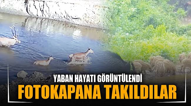 Yaban hayatı fotokapanla görüntülendi