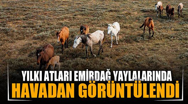 Yılkı atları Emirdağ yaylalarında havadan görüntülendi