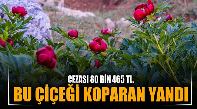 BU ÇİÇEĞİ KOPARMANIN CEZASI 80 BİN 465 TL.