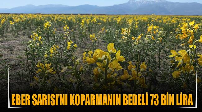 Eber Sarısı’nı koparmanın bedeli 73 bin lira