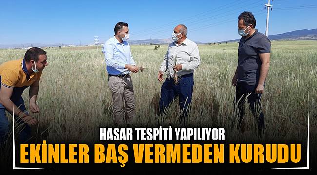 EKİNLER BAŞ VERMEDEN KURUDU