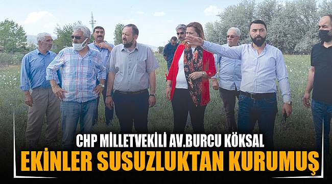 EKİNLER SUSUZLUKTAN KURUMUŞ