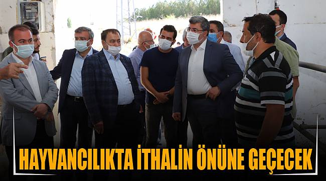 HAYVANCILIKTA İTHALİN ÖNÜNE GEÇECEK