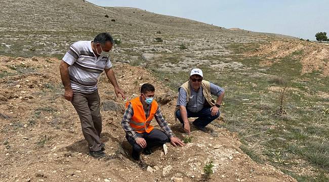 Hep birlikte ağaçları budadılar