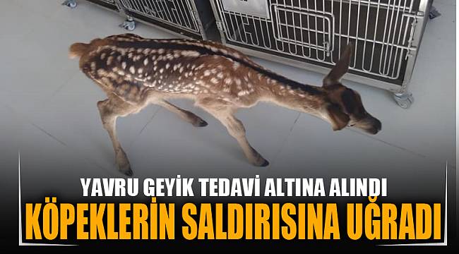 KÖPEKLERİN SALDIRISINA UĞRAYAN YAVRU GEYİK TEDAVİ ALTINA ALINDI