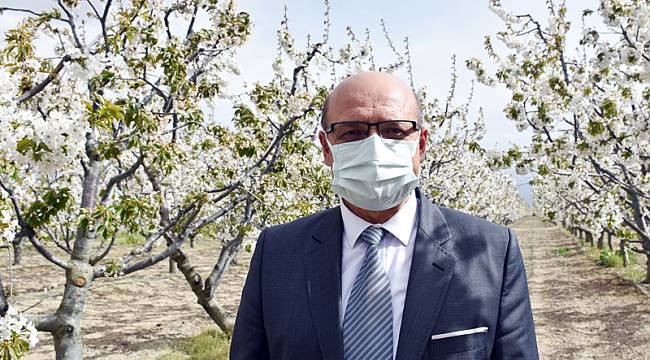 Sultandağı kirazında bu sezon 35 bin ton rekolte bekleniyor