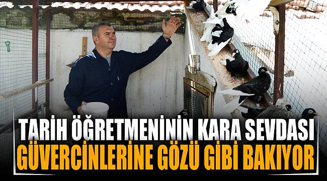 Tarih öğretmeni "kara sevdam" dediği güvercinlerine gözü gibi bakıyor