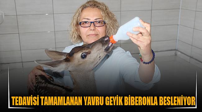 Tedavisi tamamlanan yavru geyik biberonla besleniyor