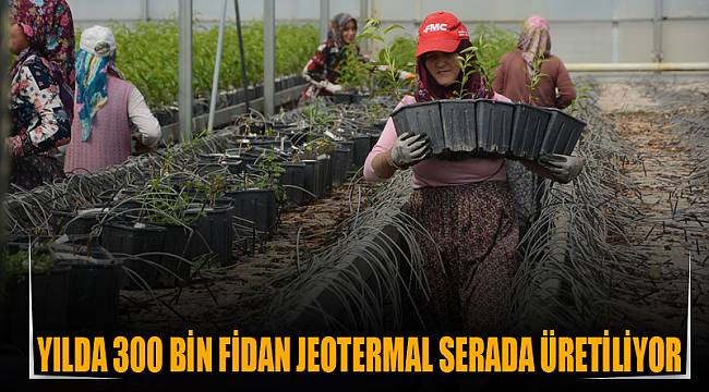Yılda 300 bin fidan jeotermal serada üretiliyor