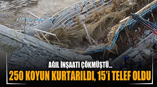 250 KOYUN KURTARILDI, 15’i TELEF OLDU