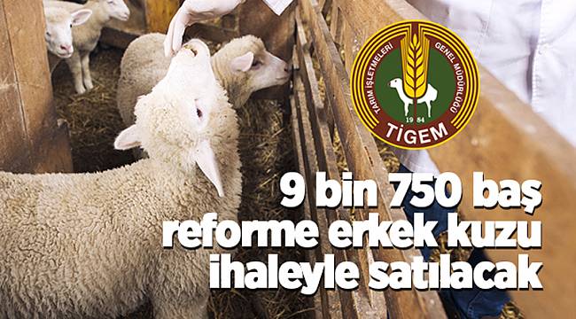 9 bin 750 baş erkek kuzu satılacak