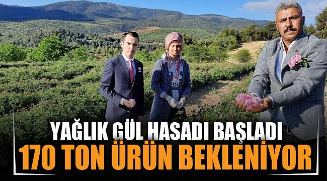 Afyonkarahisar’da yağlık gül hasadı başladı 
