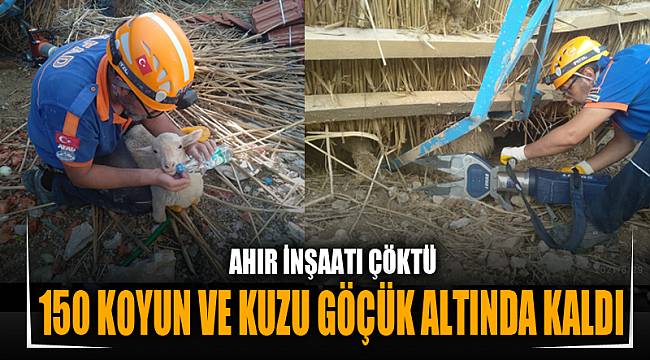 AHIR İNŞAATI ÇÖKTÜ, 150 KOYUN VE KUZU GÖÇÜK ALTINDA KALDI