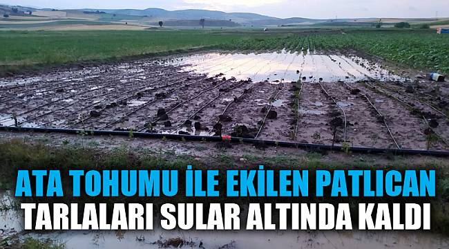 Ata tohumu ile ekilen patlıcan tarlaları sular altında kaldı