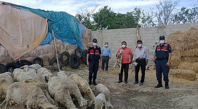 Çalıntı hayvanlar Afyon’da bulundu