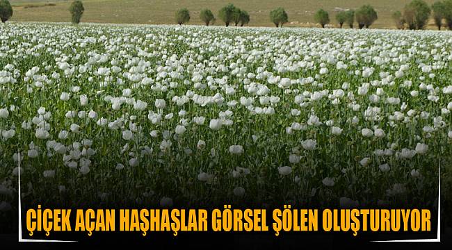 Çiçek açan haşhaşlar görsel şölen oluşturuyor