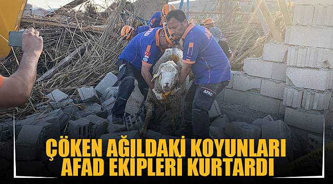 Çöken ağıldaki koyunları AFAD ekipleri kurtardı