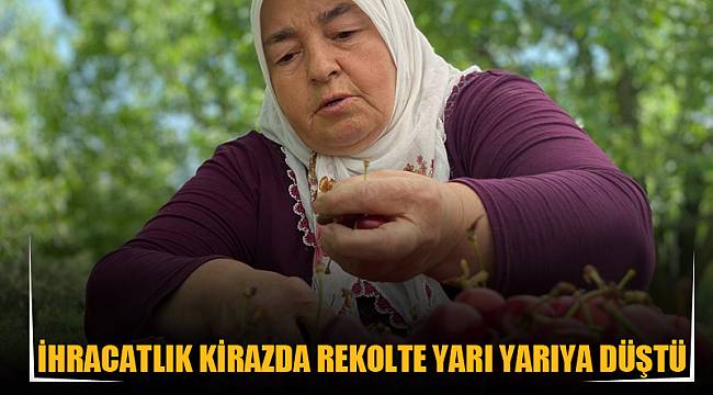 İhracatlık kirazda rekolte yarı yarıya düştü