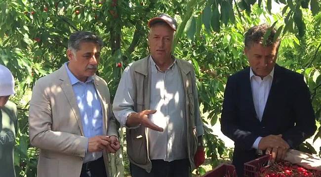 KİRAZ ÜRETİCİSİ ZOR DURUMDA