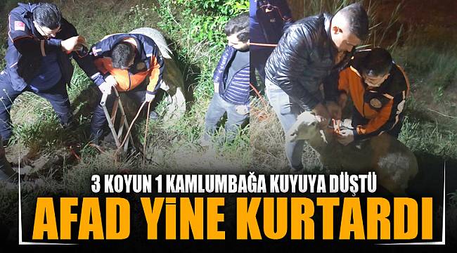 KUYUYA DÜŞEN KOYUN VE KAPLUMBAĞAYI AFAD KURTARDI