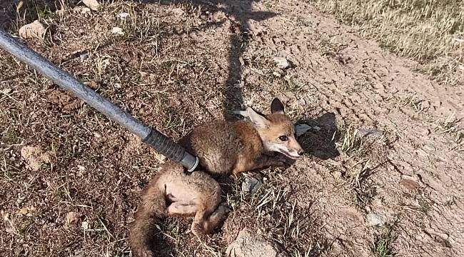 Kuyuya düşen tilkiyi kurtarmak için seferber oldular