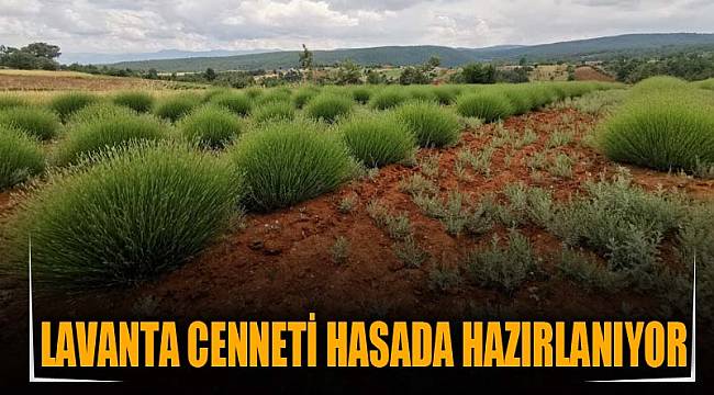 LAVANTA CENNETİ HASADA HAZIRLANIYOR
