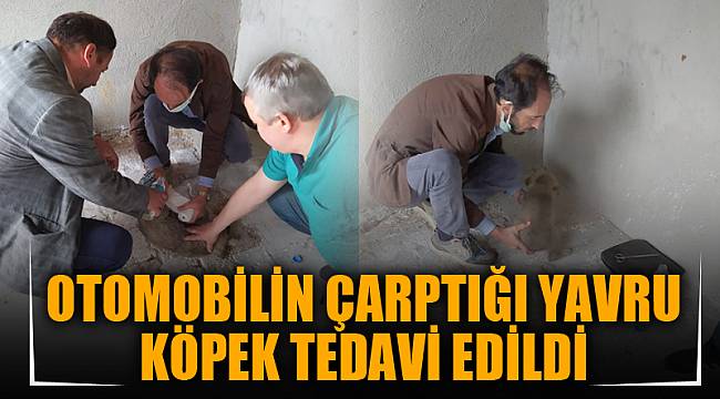 OTOMOBİLİN ÇARPTIĞI YAVRU KÖPEK TEDAVİ EDİLDİ