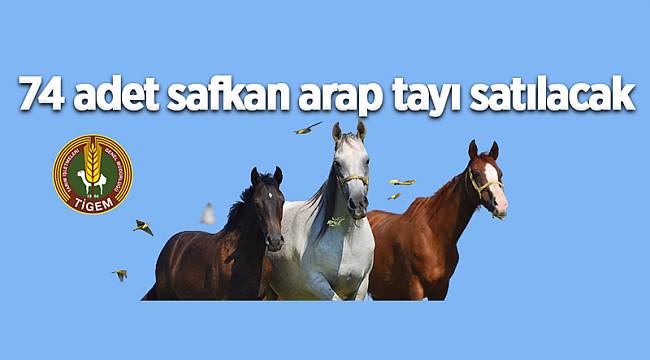 Safkan arap atları satılacak