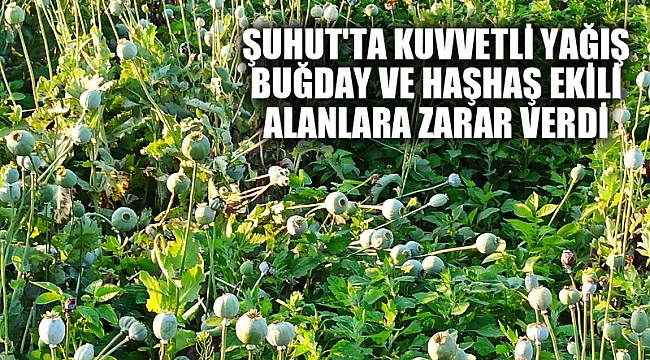 Şuhut'ta kuvvetli yağış buğday ve haşhaş ekili alanlara zarar verdi