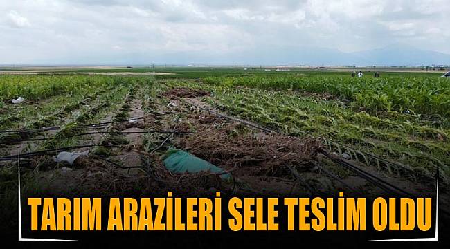 TARIM ARAZİLERİ SELE TESLİM OLDU