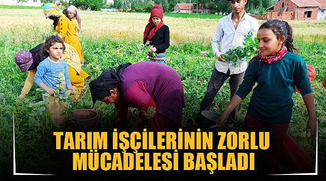 TARIM İŞÇİLERİNİN ZORLU MÜCADELESİ BAŞLADI