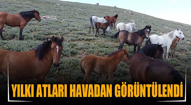 Yılkı atları havadan görüntülendi