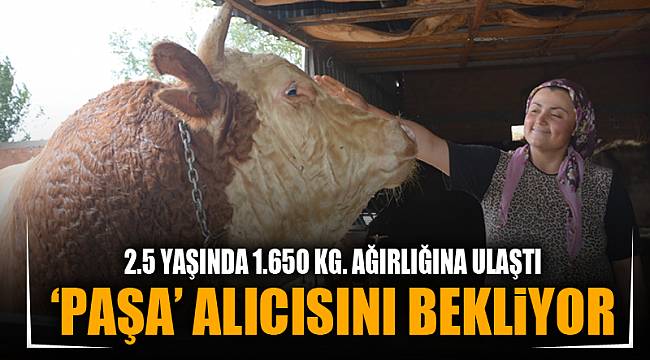 2.5 YAŞINDAKİ 'PAŞA' ALICISINI BEKLİYOR