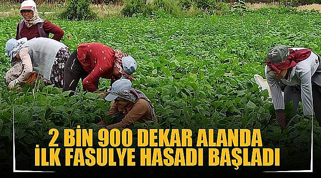 2 bin 900 dekar alanda ilk fasulye hasadı başladı
