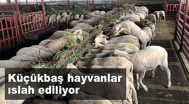 Afyon’da küçükbaş hayvanlar ıslah ediliyor