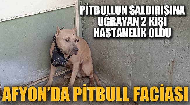 AFYON’DA PİTBULL FACİASI