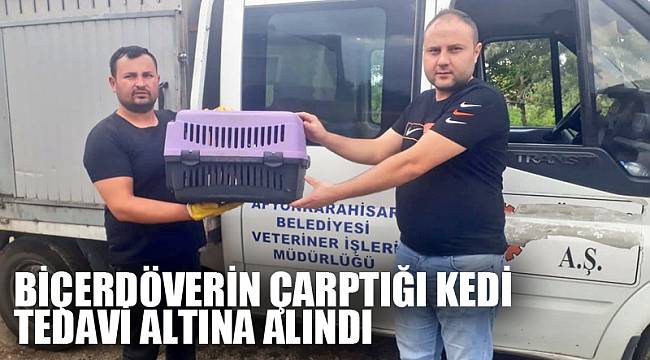 Biçerdöverin çarptığı kedi tedavi altına alındı