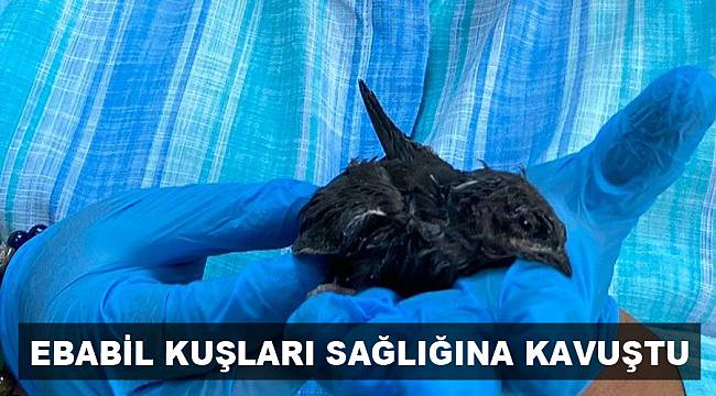 Ebabil kuşları sağlığına kavuştu