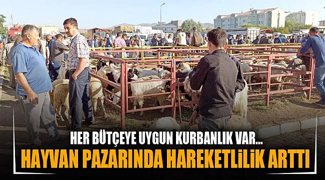 HAYVAN PAZARINDA HAREKETLİLİK ARTTI