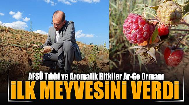 İLK MEYVESİNİ VERDİ