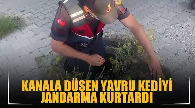 Kanala düşen yavru kediyi jandarma kurtardı