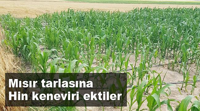 Mısır tarlasına Hint keneviri ektiler